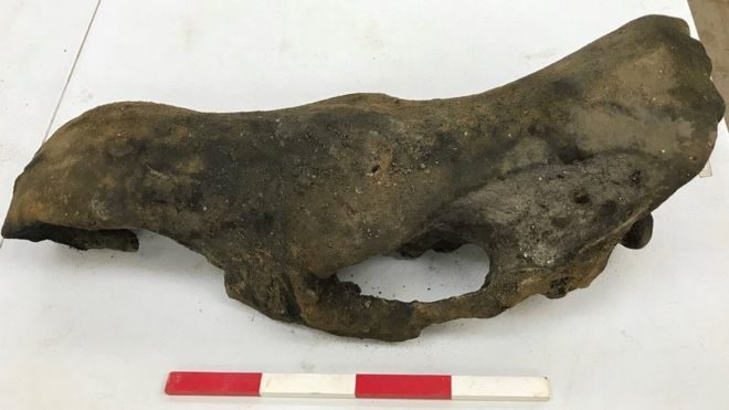 bones mammoth rhino cambridgeshire