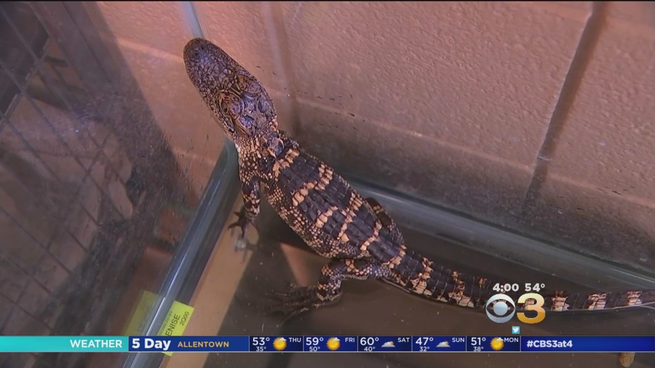 Click to enlarge Alligator found in PA home