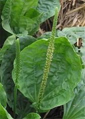 Click to enlarge plantain