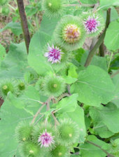Click to enlarge burdock