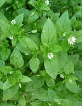 Click to enlarge chickweed