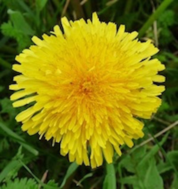 Click to enlarge dandilion