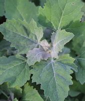 Click to enlarge lambsquarter