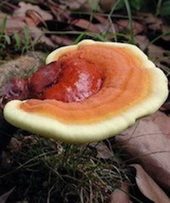 Click to enlarge reishi mushroom