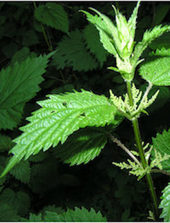 Click to enlarge stinging nettle