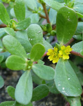 Click to enlarge purslane
