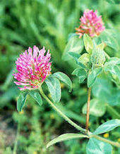 Click to enlarge red clover