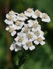 Click to enlarge yarrow