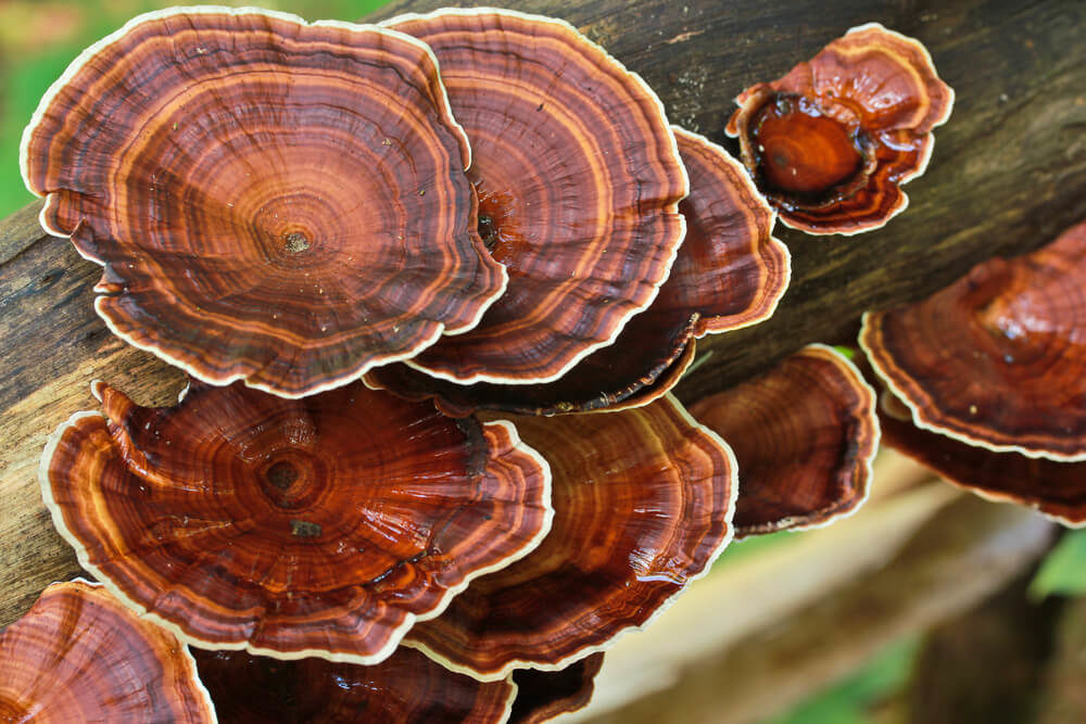Click to enlarge reishi