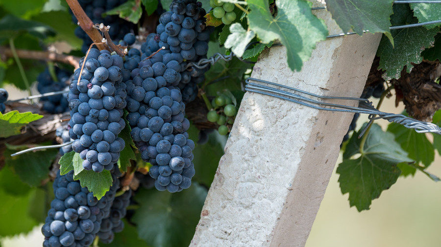 Click to enlarge Grapevine