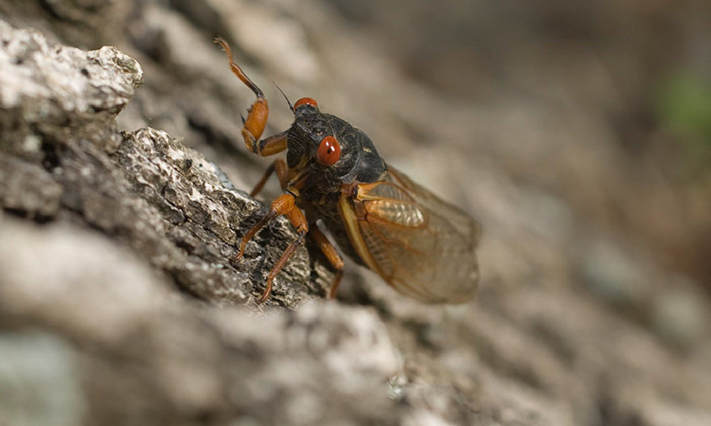 Click to enlarge cicada