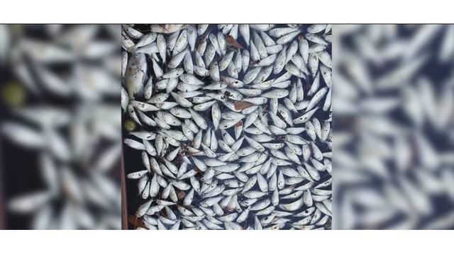 dead fish