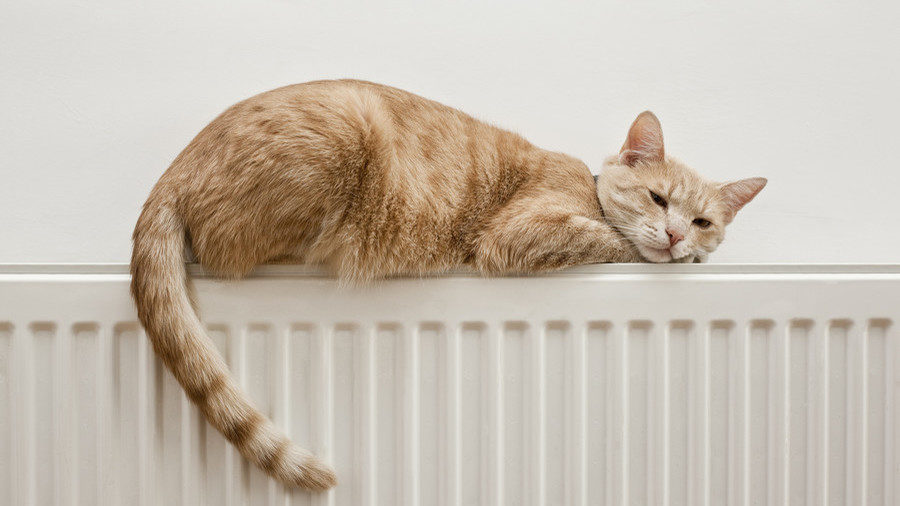Click to enlarge cat radiator