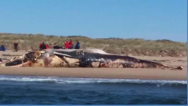 This giant Finback Whale washed up on the outside of Long Point Road in P-Town.