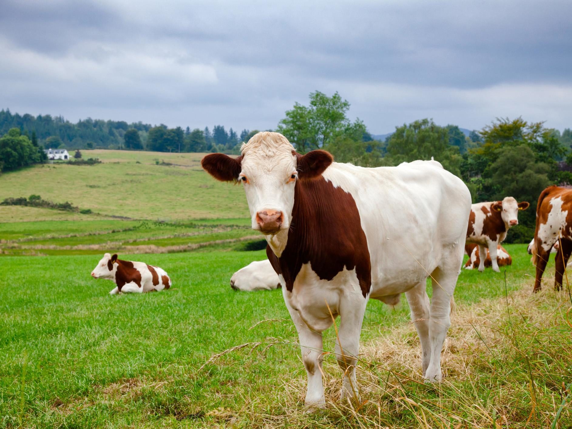 Click to enlarge cow field