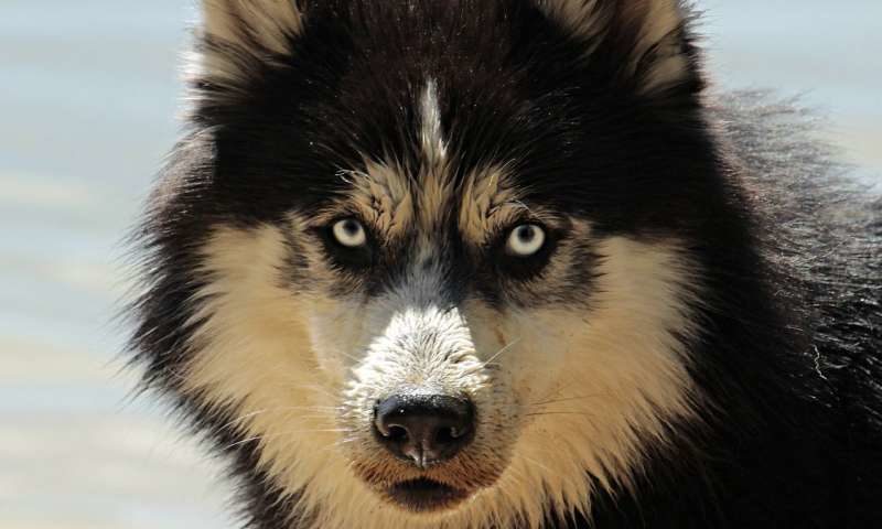 Click to enlarge dog husky