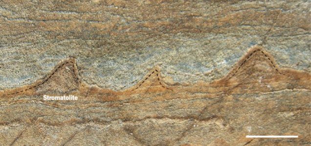 Click to enlarge stromatolites