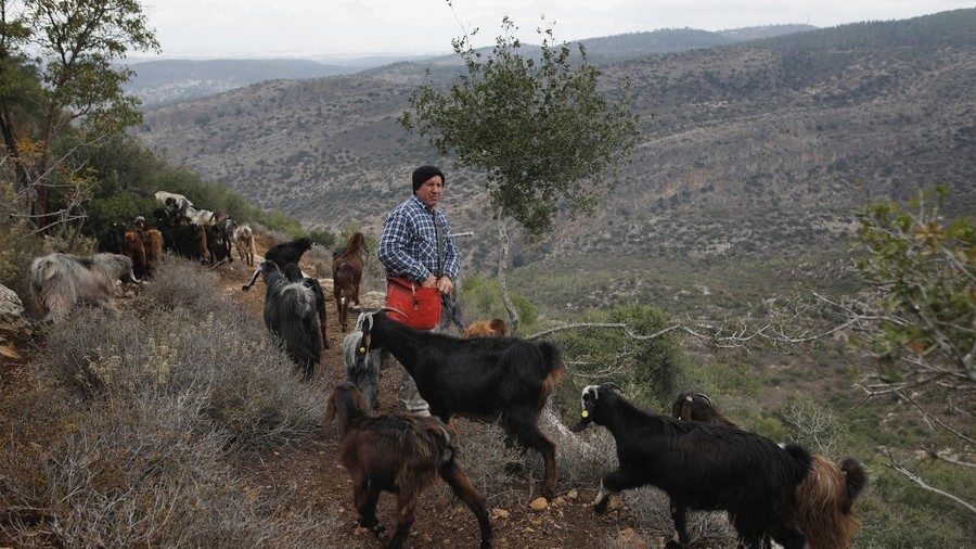 Israeli shepherd