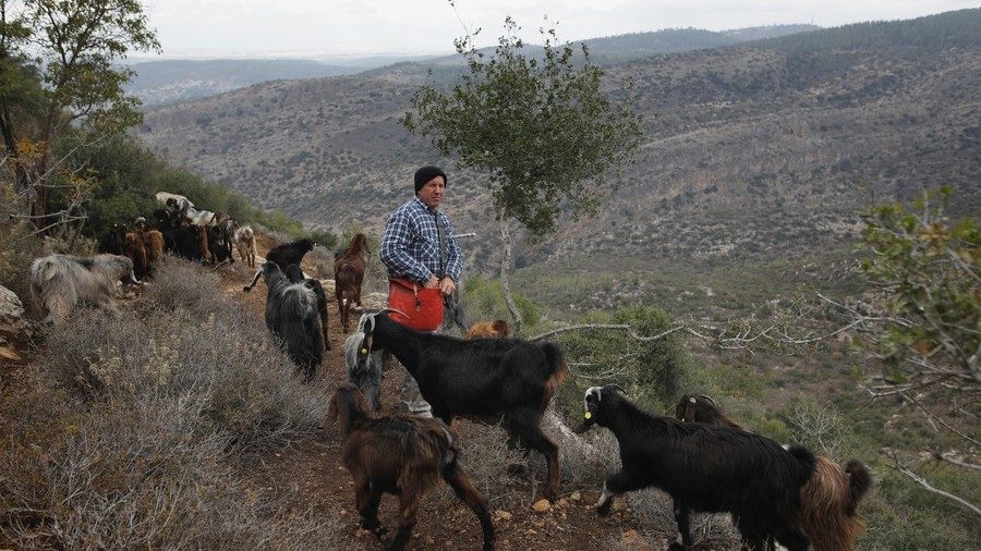 Click to enlarge Israeli shepherd