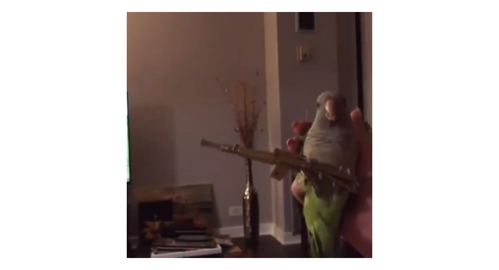 Click to enlarge parrot with machine gun
