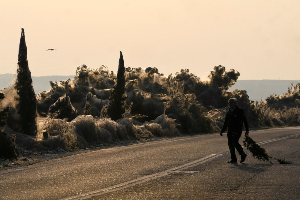 A man carries a branch as spider webs blanket shrubs at the banks of Lake Vistonida, Greece, October 19, 2018.