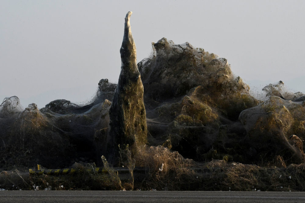 Spider webs blanket trees and bushes at the banks of Lake Vistonida, Greece, October 19, 2018.