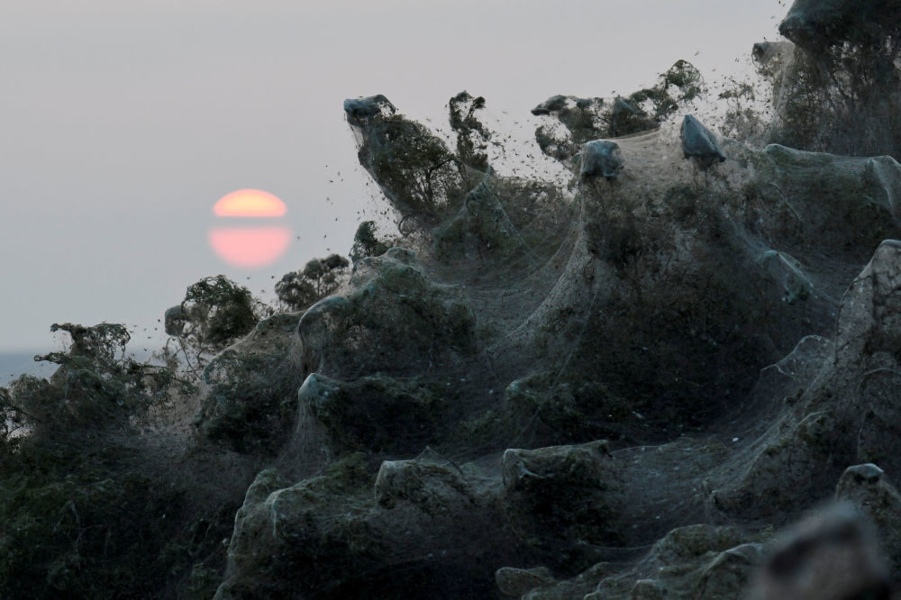 The sun rises as spider webs blanket bushes at the banks of Lake Vistonida, Greece, October 19, 2018.
