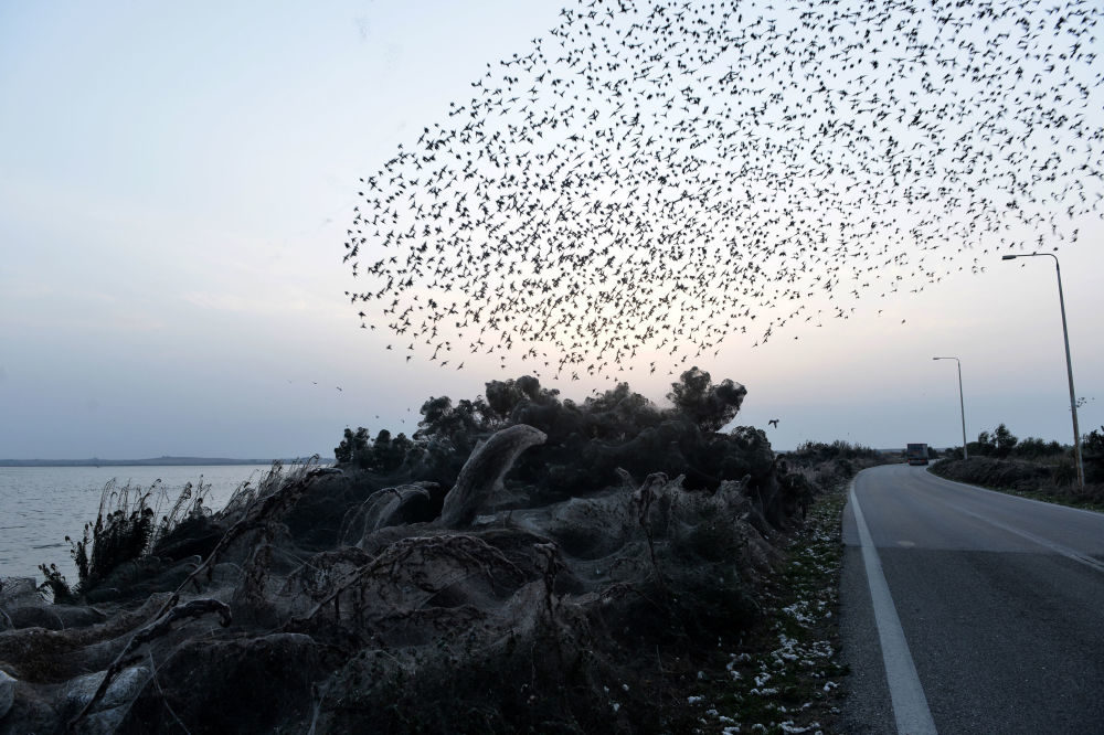 Birds fly over on a unique 1,000 m long spider-web covering the road beside the Vistonida lake, near Xanthi, northern Greece, on October 18, 2018.