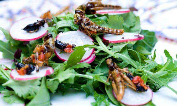 Click to enlarge insect salad