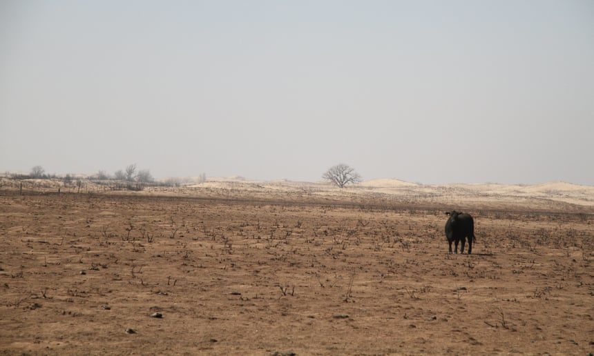 Click to enlarge cow drought