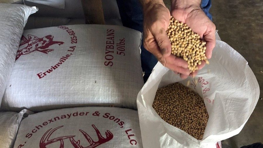 Click to enlarge soybeans