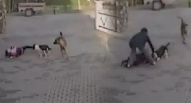 dog attack
