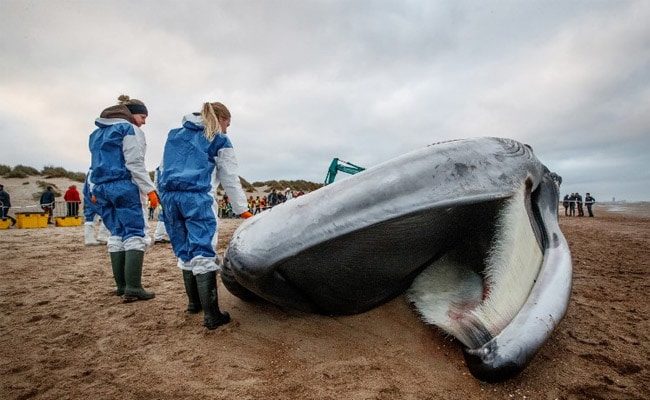 Carcass of a large fin whale stranded on the beach in De Haan.