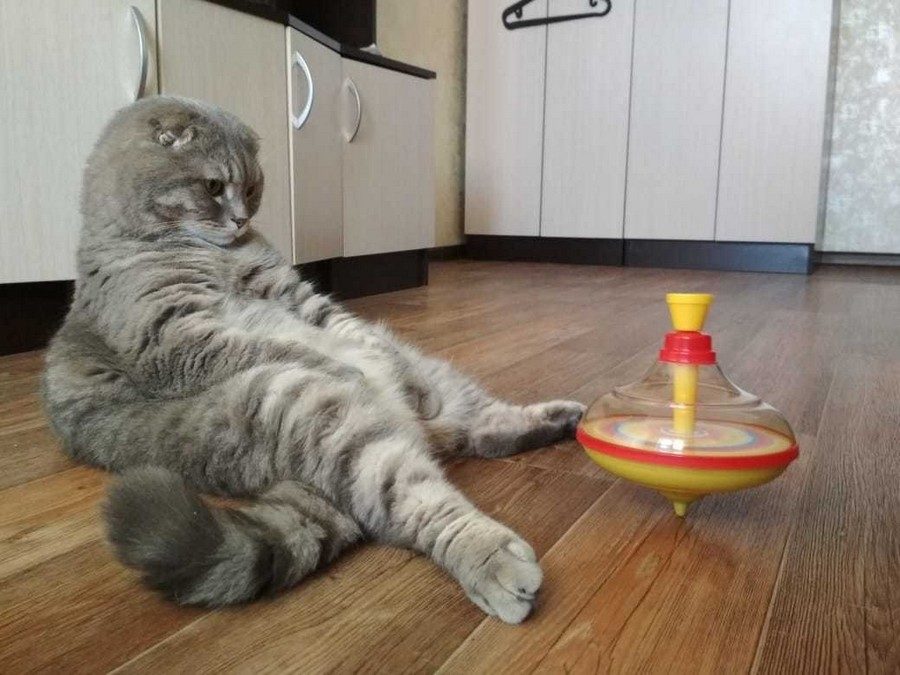 Cat and spinning top