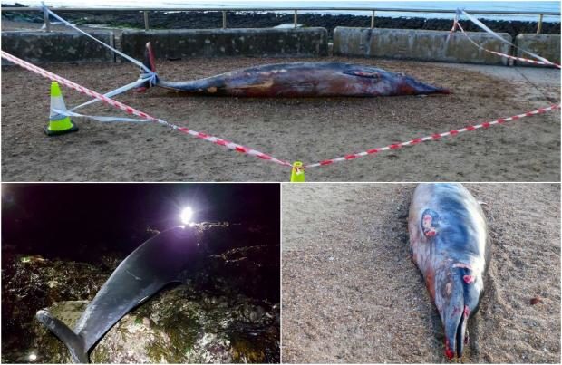 dead whale