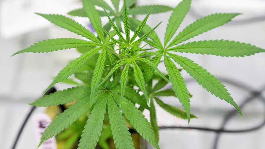 Click to enlarge marijuana