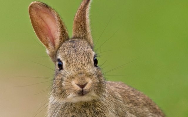 Click to enlarge Rabbit killer in France