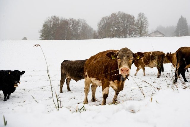 Cows look for grass in the snow in the Vallee de Joux in the Jura on Sunday morning
