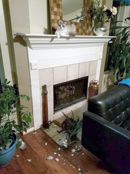 Click to enlarge Cat Russians