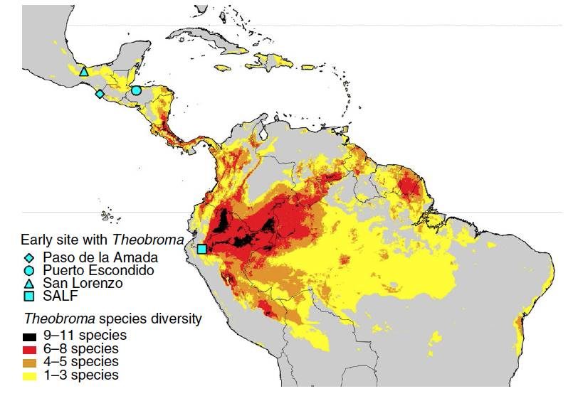 Click to enlarge chocolate cultivation ancient South America