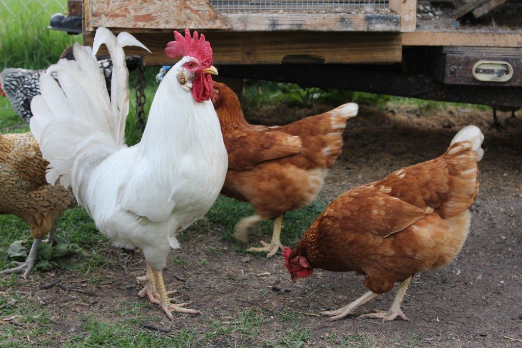 rooster