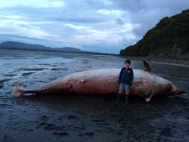This dead Cuvier's beaked whale