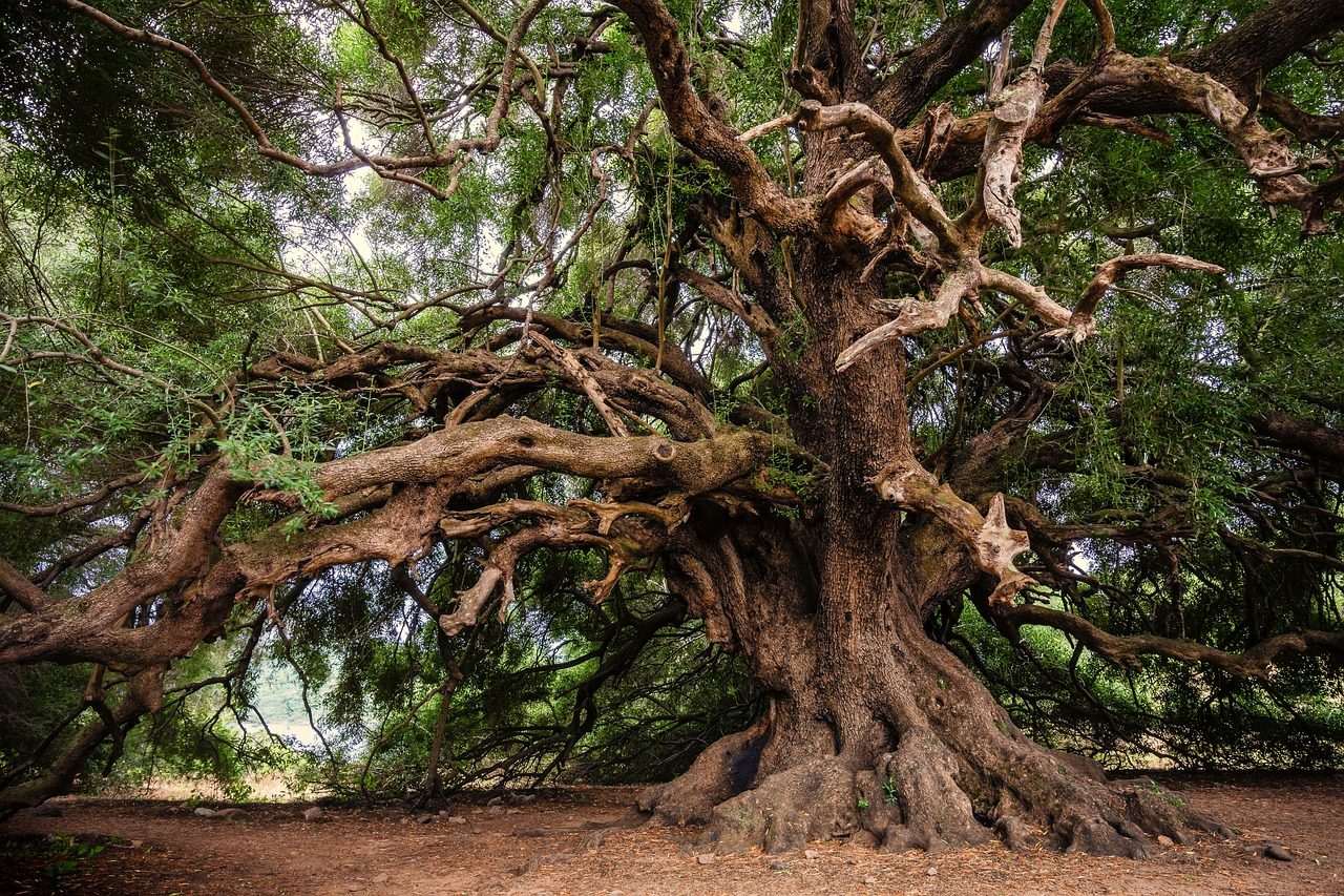 old olive tree
