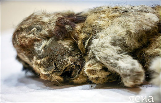 Click to enlarge Spartak lion cub prehistoric