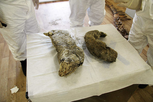 Click to enlarge Spartak lion cub prehistoric