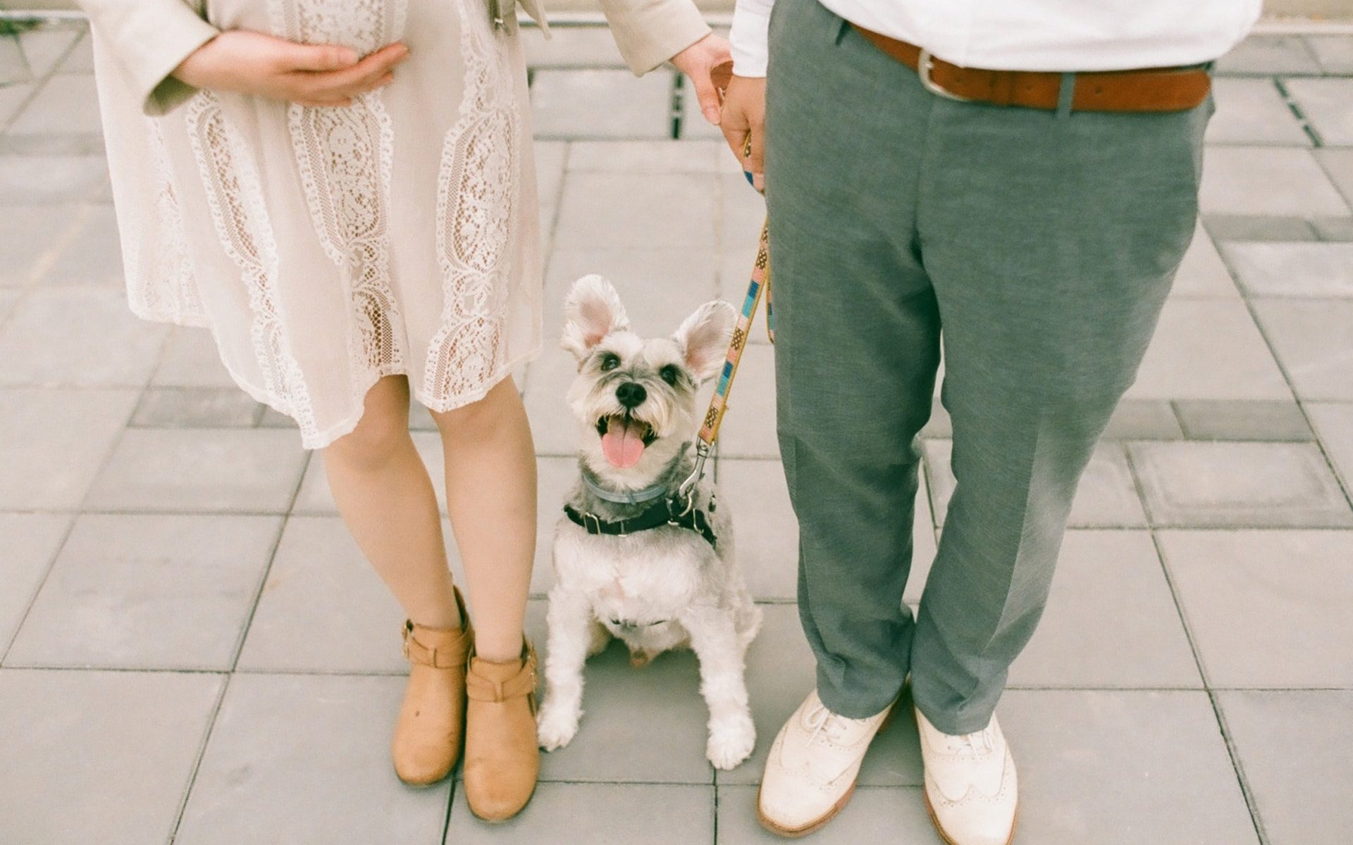 dog with owners