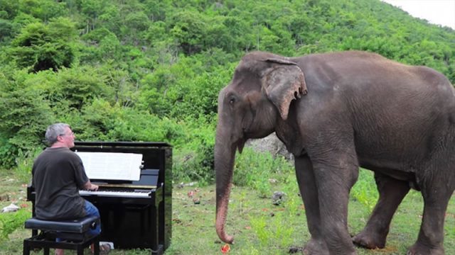 Click to enlarge pianist plays to elephant
