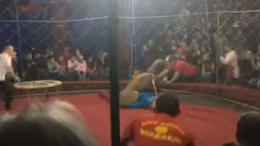 lion attack child circus