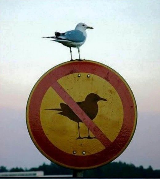 Click to enlarge No Birds sign