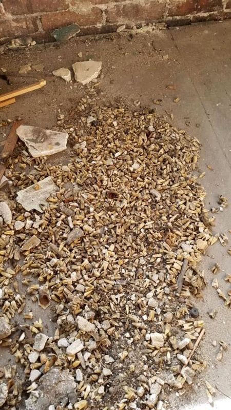 Click to enlarge Teeth found in wall of dentists office